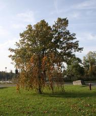 Herbststimmung-10-09 019.jpg